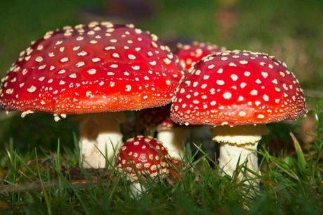 ¿SABÍAS QUE… la seta con la que Mario crece existe en el mundo real? ¿SABÍAS QUE… la seta con la que Mario crece existe en el mundo real?