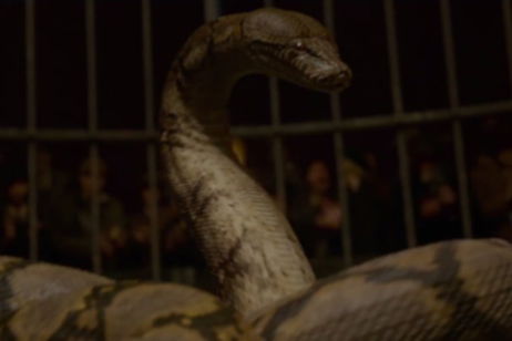 Animales Fantásticos: J.K. Rowling explica la razón por la que Nagini es de origen asiático Animales Fantásticos: J.K. Rowling explica la razón por la que Nagini es de origen asiático
