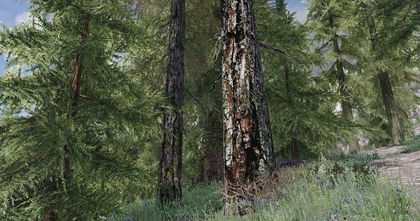 Skyrim convierte sus bosques en entornos ultrarrealistas con un mod Skyrim convierte sus bosques en entornos ultrarrealistas con un mod
