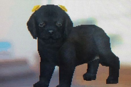 Una jugadora tiene un frío reencuentro con Nintendogs 10 años después Una jugadora tiene un frío reencuentro con Nintendogs 10 años después