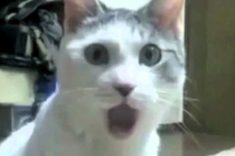 Las reacciones de gatos reales a los de Monster Hunter: World es lo mejor que verás hoy Las reacciones de gatos reales a los de Monster Hunter: World es lo mejor que verás hoy