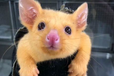 Pokémon: Esta zarigüeya es lo más parecido a un Pikachu en la vida real que puedas ver Pokémon: Esta zarigüeya es lo más parecido a un Pikachu en la vida real que puedas ver