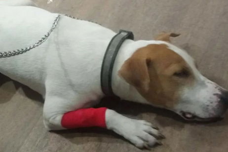 Un perro se traga un cartucho de Nintendo DS y necesita intervención quirúrgica Un perro se traga un cartucho de Nintendo DS y necesita intervención quirúrgica