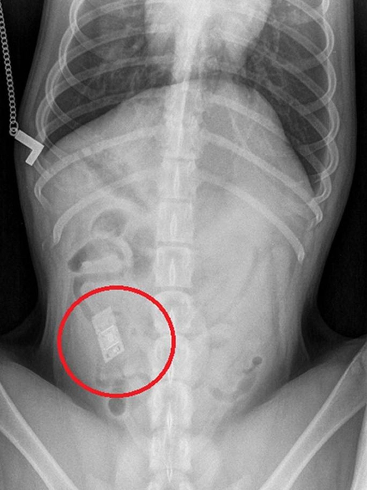 Radiografía perro cartucho Nintendo DS