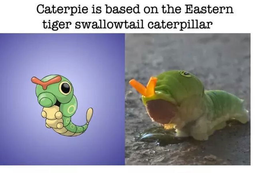 Caterpie