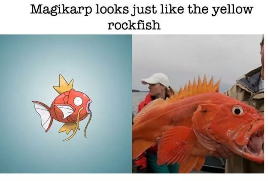 Magikarp