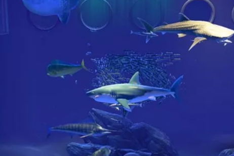 PETA pide la libertad de los peces del Museo de Animal Crossing: New Horizons PETA pide la libertad de los peces del Museo de Animal Crossing: New Horizons