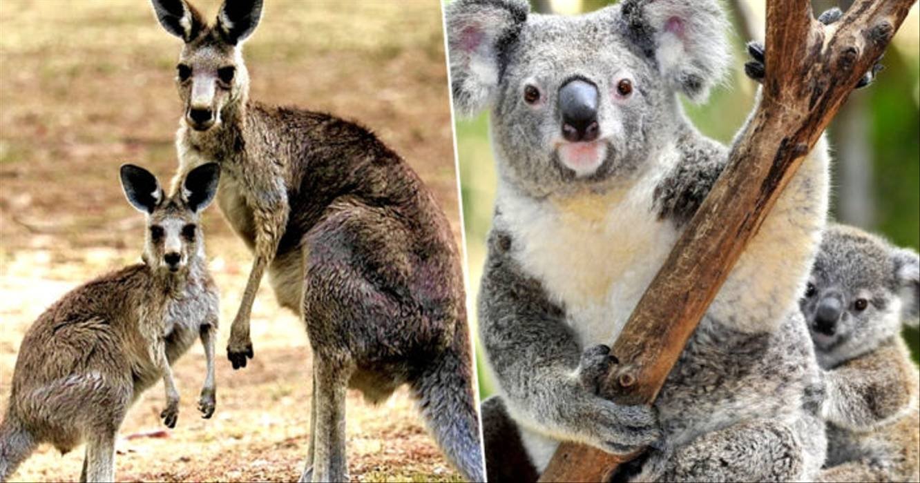 Koalas y canguros australianos