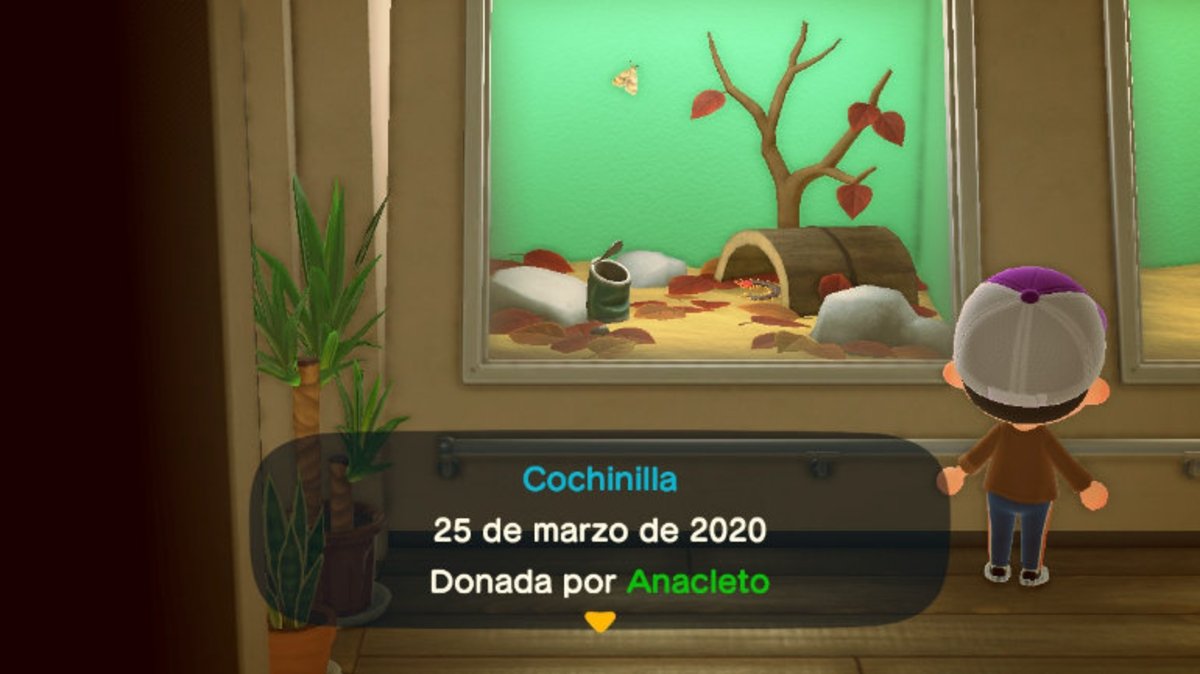 Museo de Sócrates - Animal Crossing New Horizons