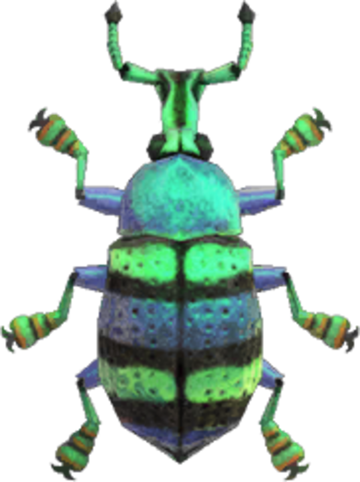 Escarabajo azul del gorgojo