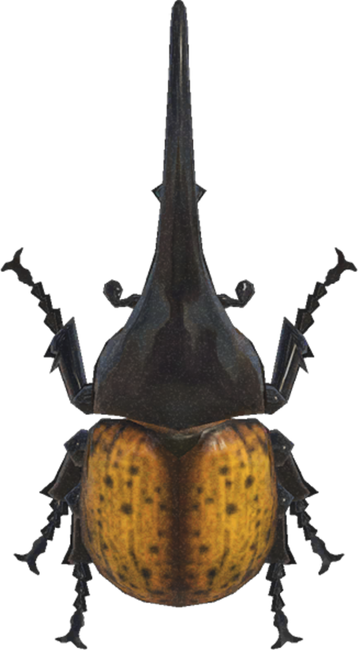 Estos son los nuevos bichos y peces que llegan en julio a Animal