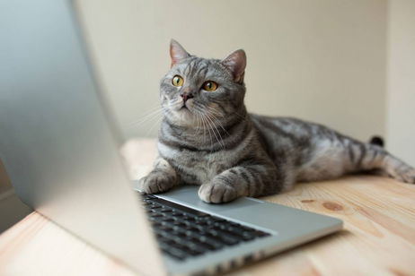 ¿Tu gato te molesta cuando juegas con la consola o el PC? Esta es la explicación que estabas esperando ¿Tu gato te molesta cuando juegas con la consola o el PC? Esta es la explicación que estabas esperando
