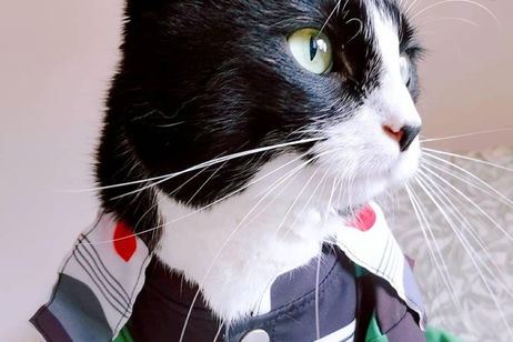 Este gatito se convierte en Tanjiro de Demon Slayer y es lo más adorable que vas a ver hoy Este gatito se convierte en Tanjiro de Demon Slayer y es lo más adorable que vas a ver hoy