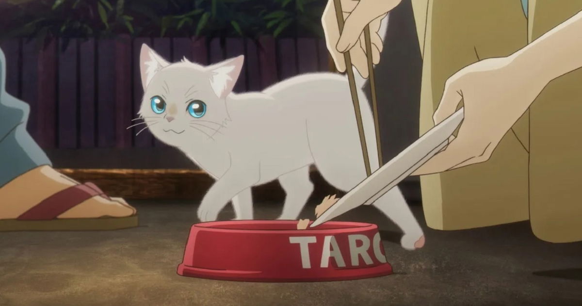 La película de anime que te hará amar más a los gatos. Está en Netflix y es una genial historia de romance